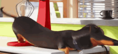 12 GIFs que mostram o que seu PET faz quando você não estar em casa 32