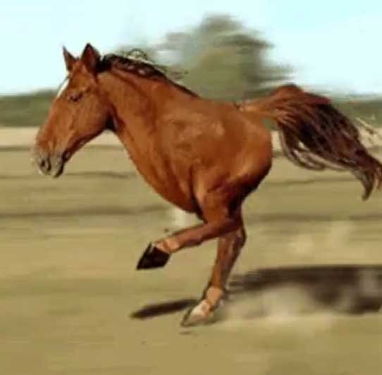 Os 07 GIFs de Cavalos mais Loucos que você já viu! 3